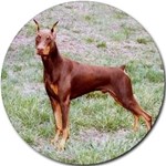 DOBERMAN PINSCHER