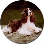 ENGLISH SPRINGER SPANIEL