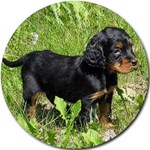 GORDON SETTER