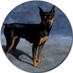 MINIATURE PINSCHER