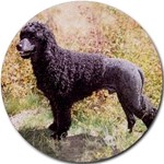 PORTUGUESE WATER DOG