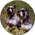 SCHNAUZER