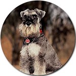 SCHNAUZER