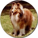 SHETLAND SHEEPDOG SHELTIE