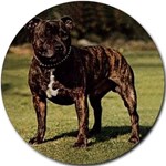 STAFFORDSHIRE BULL TERRIER