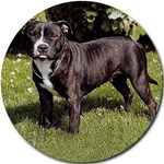 STAFFORDSHIRE BULL TERRIER