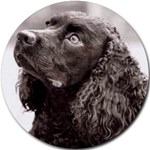 WATER SPANIEL