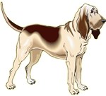 Bloodhound