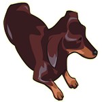 Dachshund