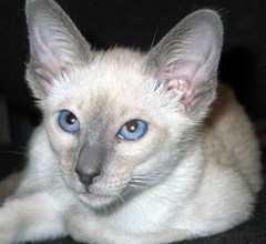 siamese cat d2