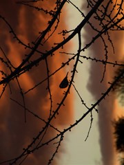 bird on branches horizontal