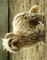 curly dog horizontal