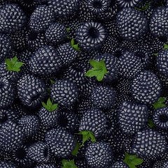 blackberry fruit