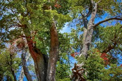 patagonian forest trees close up rio negro province patagonia argentina