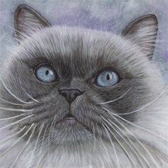 himi himalayan cat