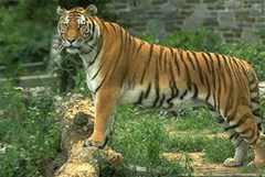 tiger