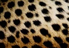 cheetah spots bmp