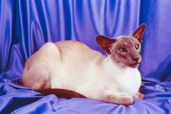 siamesecat