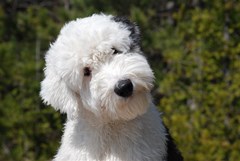 old english sheepdog