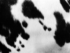 cow print