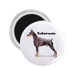 Doberman Pinscher 2.25  Magnet