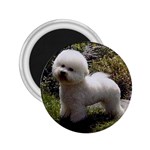 Bichon Frise 2.25  Magnet