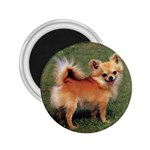 Chihuahua 2.25  Magnet