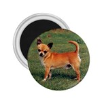 Chihuahua 2.25  Magnet