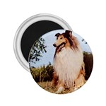 Collie 2.25  Magnet