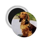 Dachshund 2.25  Magnet