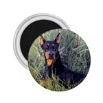 Doberman Pinscher 2.25  Magnet