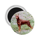 Doberman Pinscher 2.25  Magnet