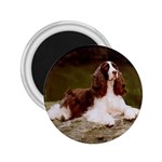 English Springer Spaniel 2.25  Magnet