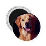 Golden Retriever 2.25  Magnet