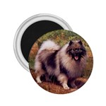 Keeshond 2.25  Magnet