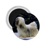 Lhasa Apso 2.25  Magnet