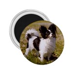 Papillon 2.25  Magnet