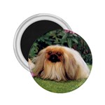 Pekingese 2.25  Magnet