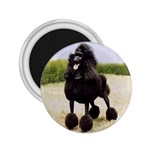 Poodle 2.25  Magnet