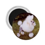 Poodle 2.25  Magnet