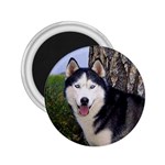 Siberian Husky 2.25  Magnet