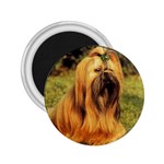 Shih Tzu 2.25  Magnet