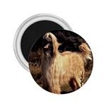 Afghan Hound 2.25  Magnet