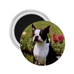 Boston Terrier 2.25  Magnet