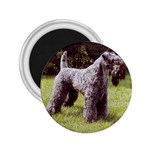 Kerry Blue Terrier 2.25  Magnet