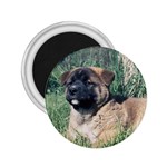 Akita Puppy 2.25  Magnet