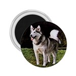 Alaskan Malamute 2.25  Magnet