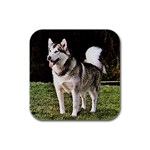 Alaskan Malamute Rubber Square Coaster (4 pack)