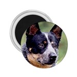 Australian Cattle Dog 2.25  Magnet