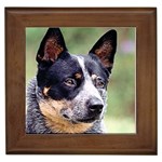 Australian Cattle Dog Framed Tile